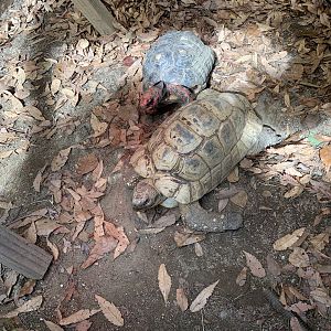 Red-footed Tortoise and Leopard Tortoise (Himeji City Zoo)