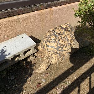 Leopard Tortoise (Himeji City Zoo)