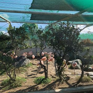 Chilean Flamingo (Himeji City Zoo)