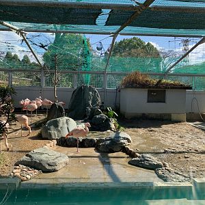 Chilean Flamingo (Himeji City Zoo)