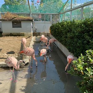Chilean Flamingo (Himeji City Zoo)