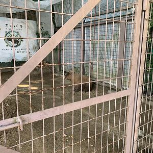 Capybara (Himeji City Zoo)