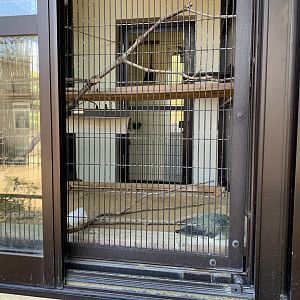 Cockatiel and Japanese Green Pigeon (Himeji City Zoo)