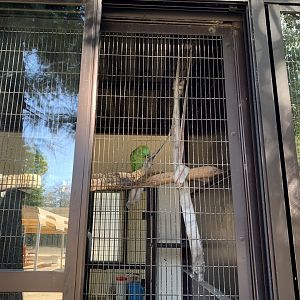 Golden-naper Amazon (Himeji City Zoo)