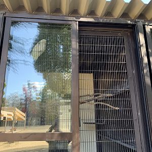 Goffin’s Cockatoo (Himeji City Zoo)