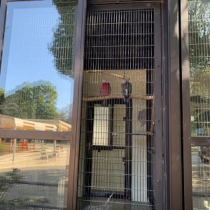 Galah (Himeji City Zoo)