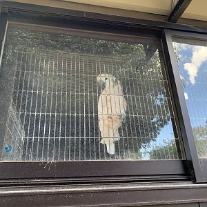 Salmon-crested Cockatoo (Himeji City Zoo)