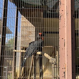 Southern Ground Hornbill (Himeji City Zoo)
