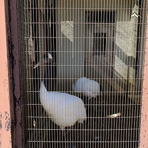 Red-crowned Crane (Himeji City Zoo)