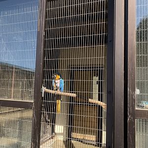 Blue-and-yellow Macaw (Himeji City Zoo)