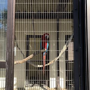 Red-and-green Macaw (Himeji City Zoo)