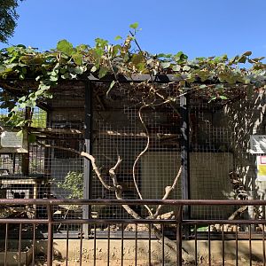 Caracal Enclosure (Himeji City Zoo)