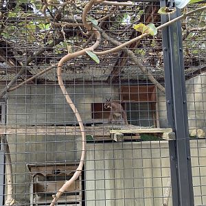 Caracal (Himeji City Zoo)
