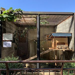Japanese Raccoon Dog Enclosure (Himeji City Zoo)