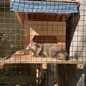 Japanese Raccoon Dog (Himeji City Zoo)
