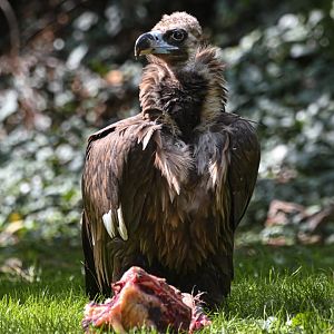 Cinereous vulture