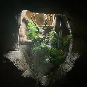 Fiji-banded iguana exhibit