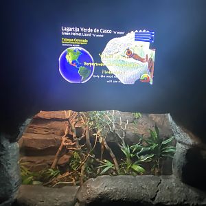 Green-helmeted lizard exhibit