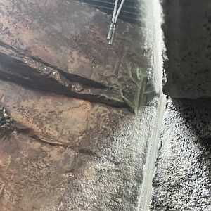 Green-helmeted lizard