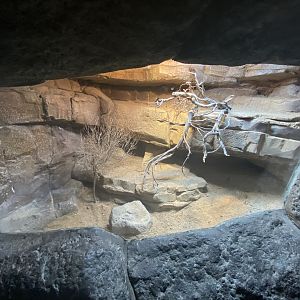 Spiny-tailed lizard exhibit