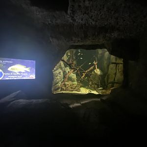 Cichlid aquarium
