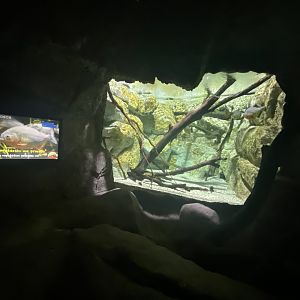 Red-bellied piranha aquarium