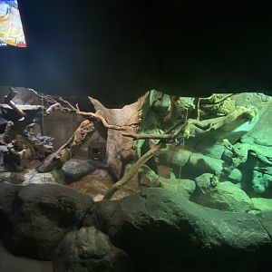 Bell’s phase lace monitor exhibit