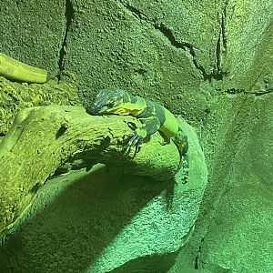 Bell’s phase lace monitor