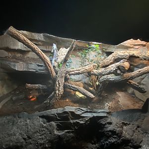 Frilled lizard exhibit