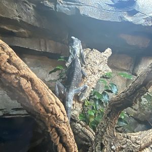 Frilled lizard
