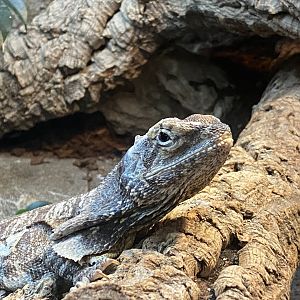 Frilled lizard image 2