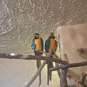 Blue and Yellow Macaw