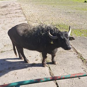 Water Buffalo