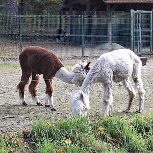 Alpaca