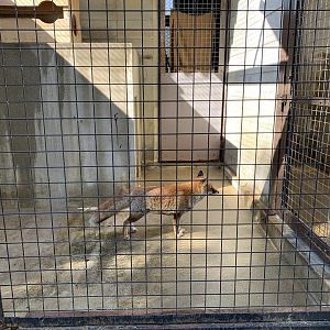 Red Fox (Himeji City Zoo)