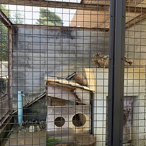Japanese Badger (Himeji City Zoo)