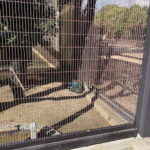 Green Peafowl (Himeji City Zoo)