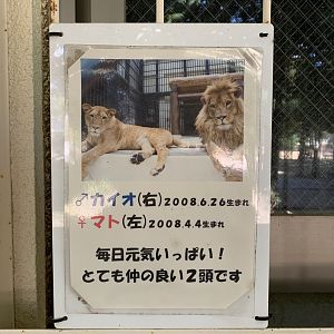 African Lion Sign (Himeji City Zoo)