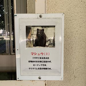 Ezo Brown Bear Sign (Himeji City Zoo)