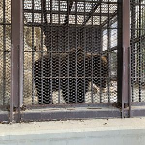 Ezo Brown Bear (Himeji City Zoo)