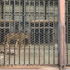 African Lion (Himeji City Zoo)