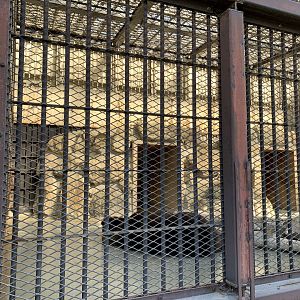 Ezo Brown Bear Enclosure (Himeji City Zoo)