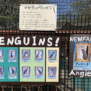 Magellanic Penguin Signage (Himeji City Zoo)