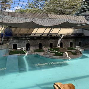 Magellanic Penguin (Himeji City Zoo)