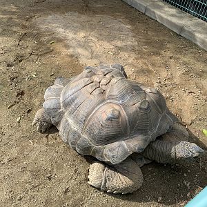 Aldabra Giant Tortoise (Himeji City Zoo)