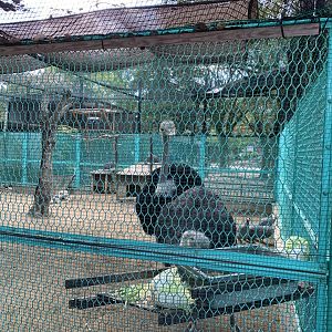 Ostrich (Himeji City Zoo)