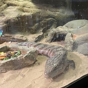 9/15/2025 - Blue-Tongued Skink