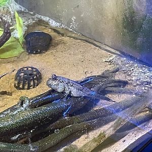 9/15/2025 - Indian Mudskipper