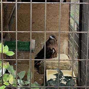 Black Kite (Himeji City Zoo)
