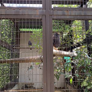 Harris’s Hawk Enclosure (Himeji City Zoo)